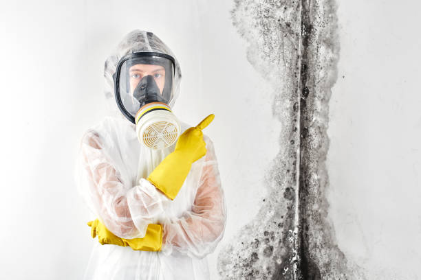 Professional Mold Removal & Remediation in Arnold, CA